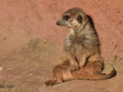 Surikata (Suricata suricatta), ZOO Brno