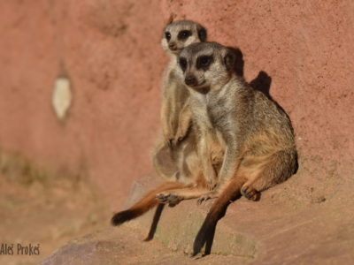 Surikata (Suricata suricatta), ZOO Brno