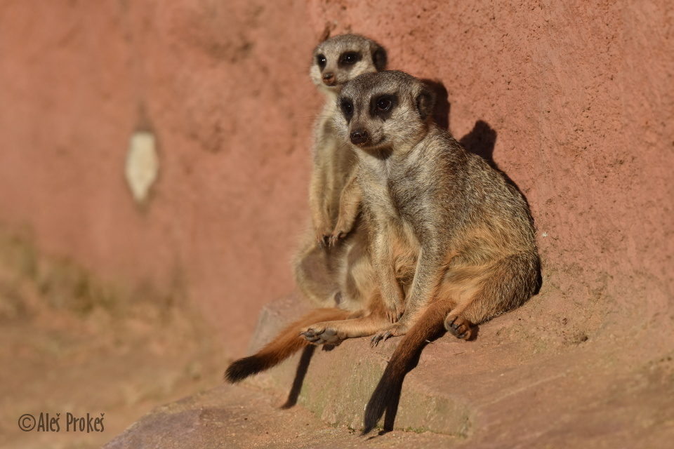 Surikata (Suricata suricatta), ZOO Brno