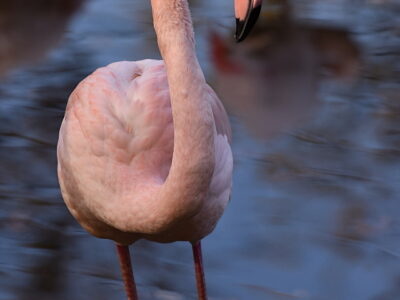 Plameňák růžový, ZOO Brno