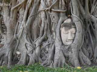 Chrám Wat Phra Mahathat, Ayutthaya