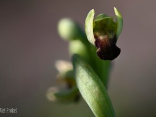 19 Ophrys fusca ssp. pallida