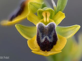 20 Ophrys lutea ssp. phryganae